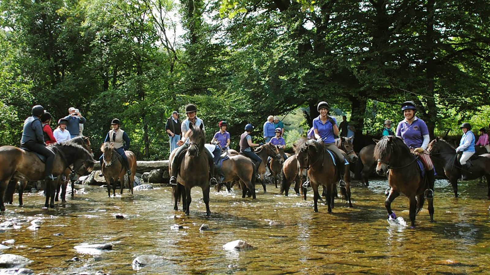 Friends of The Exmoor Pony Society - Passports/registrations