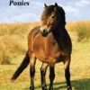 Discovering Exmoor Ponies (DVD)